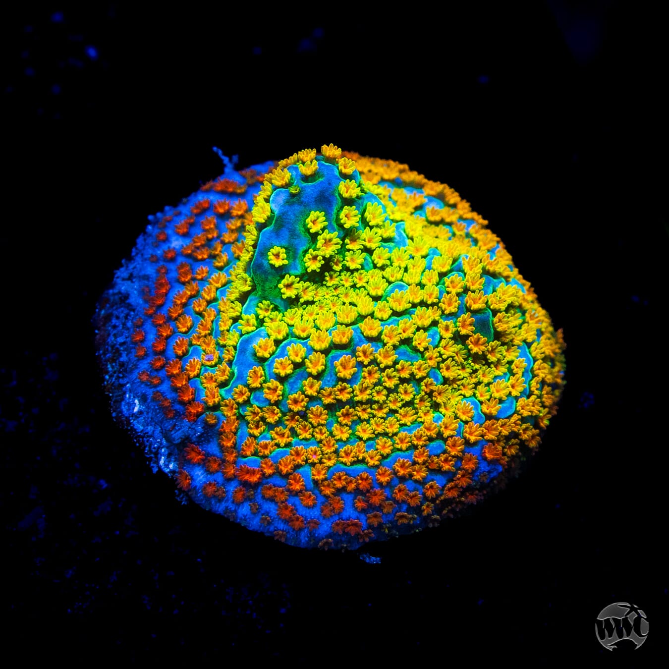 Jason Fox Fruity Pebbles Montipora Coral