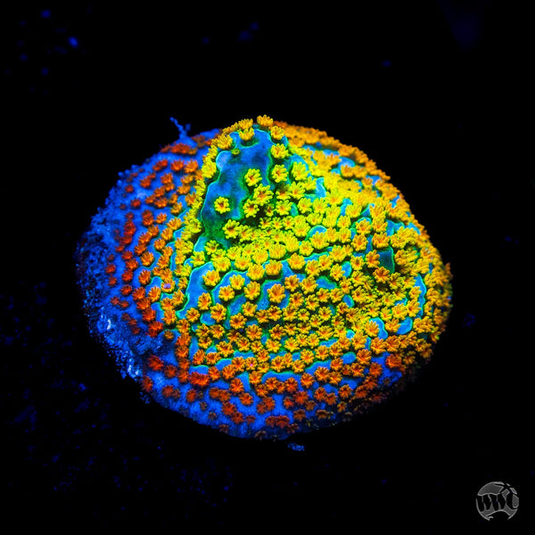 Jason Fox Fruity Pebbles Montipora Coral | World Wide Corals