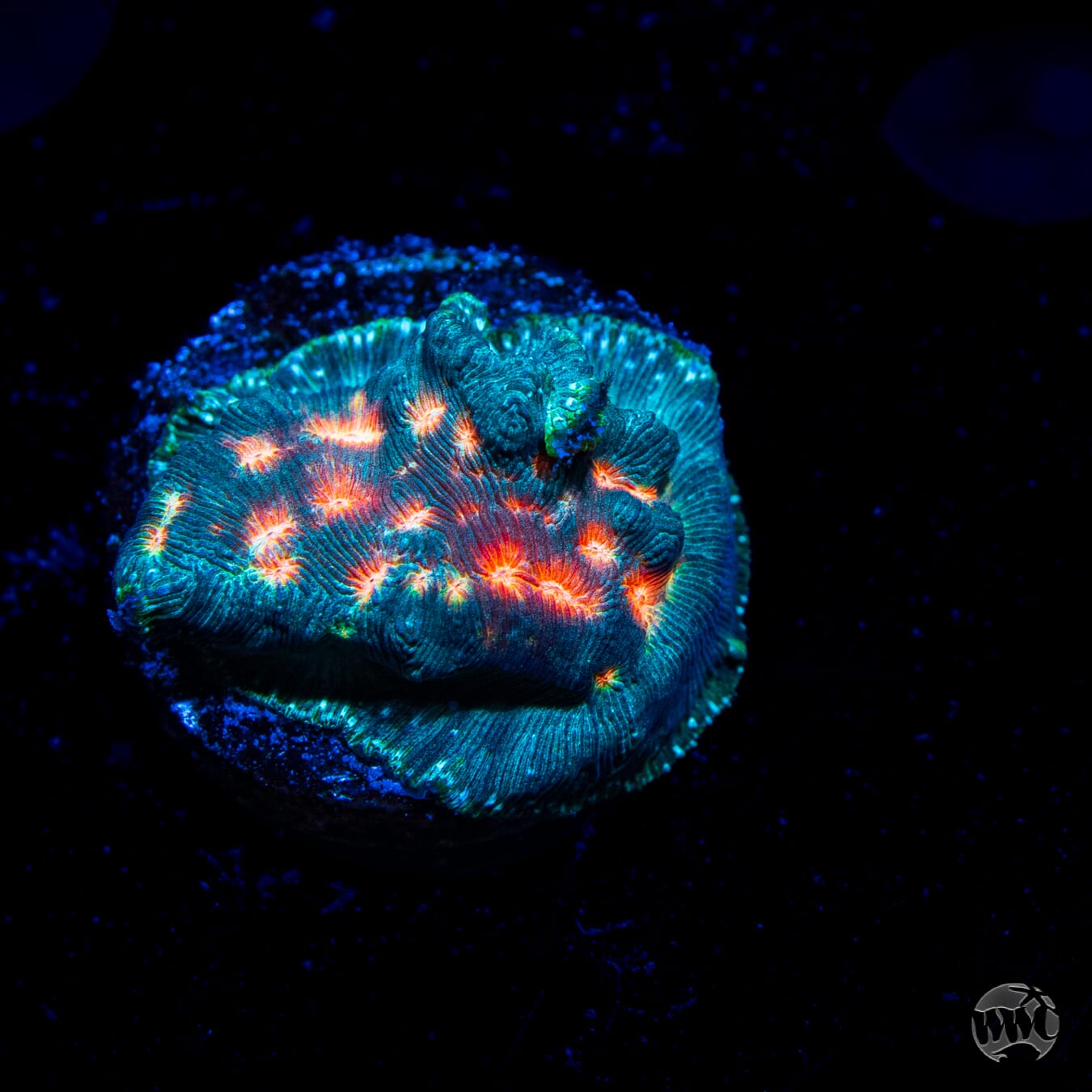 Jason Fox Lava Flow Leptoseris