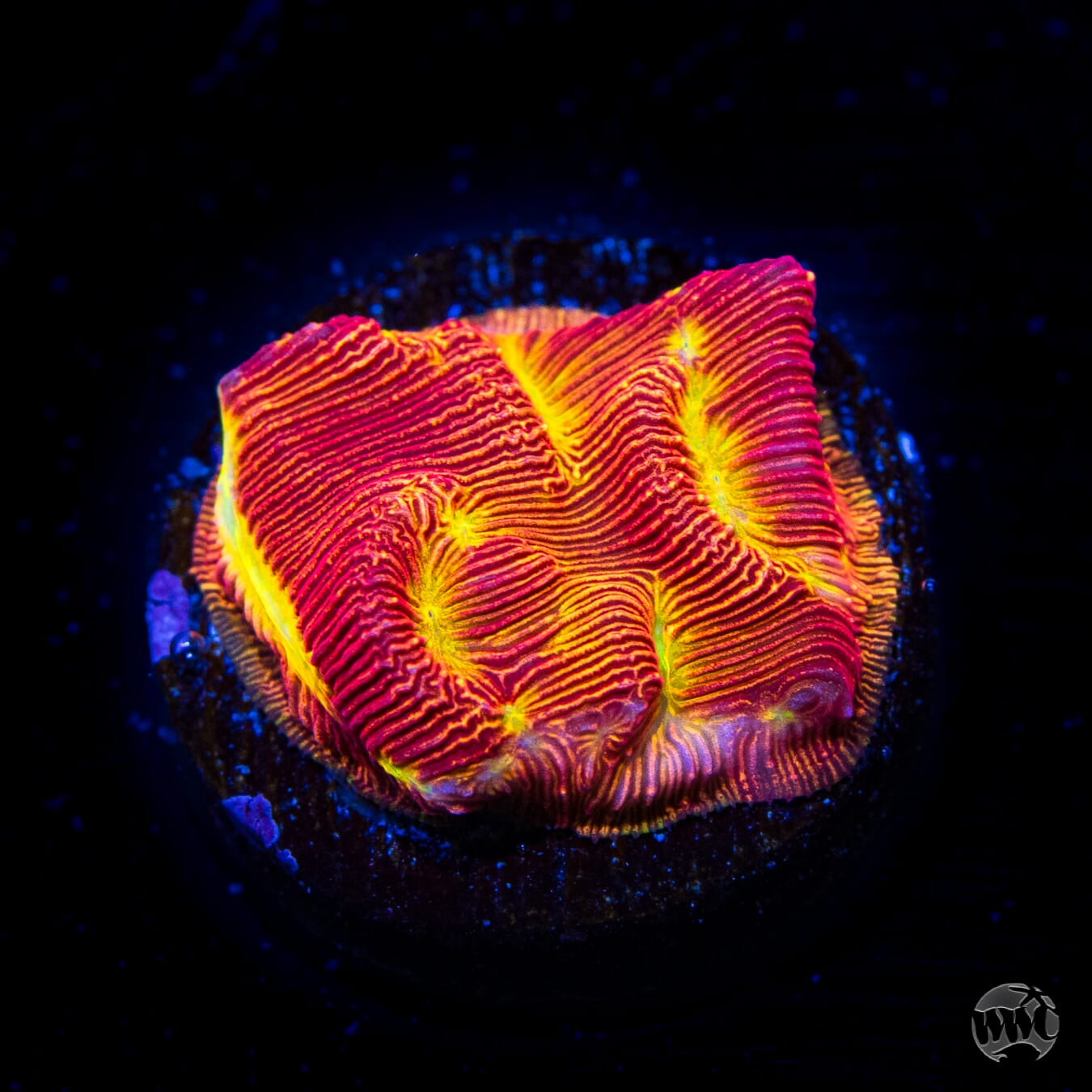 Jason Fox Lethal Leptoseris