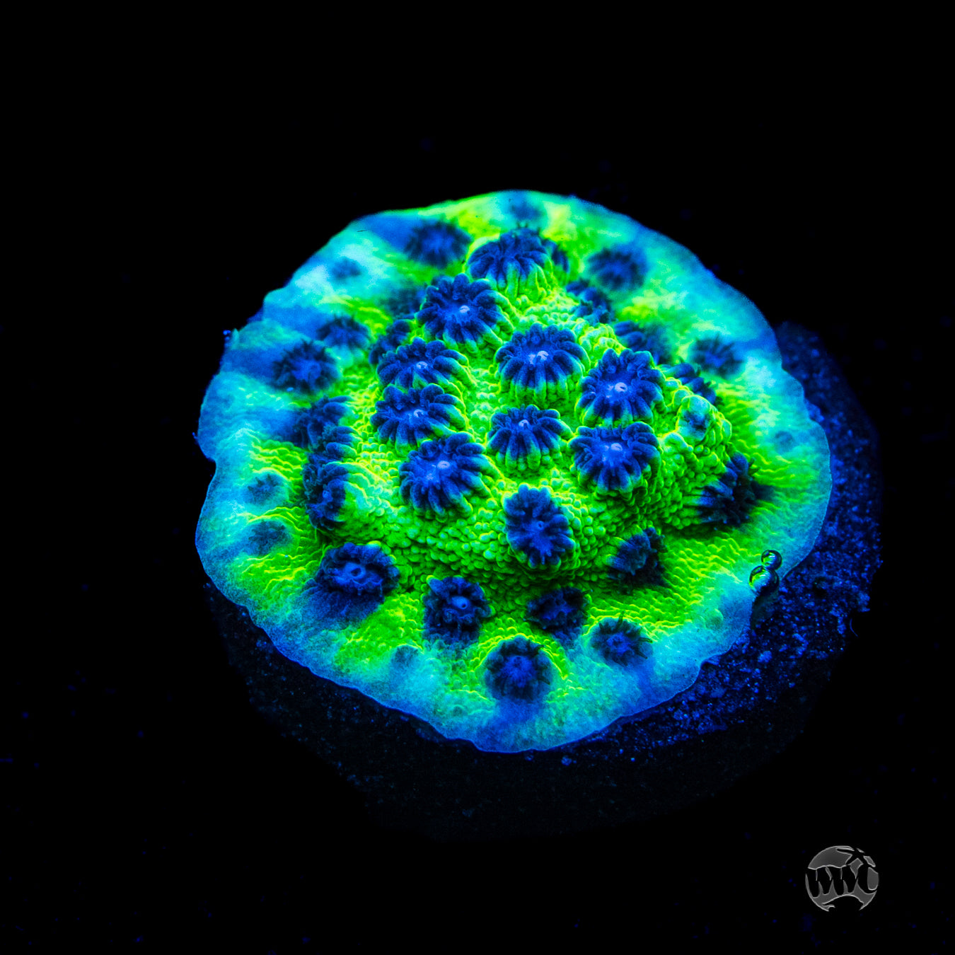 Jason Fox Master PPE Cyphastrea Coral