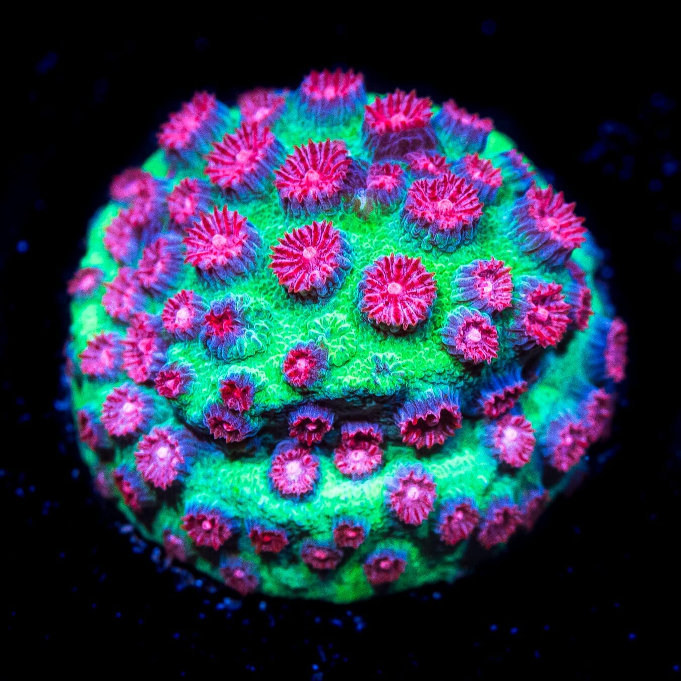 Jason Fox Alien Pox Cyphastrea Coral