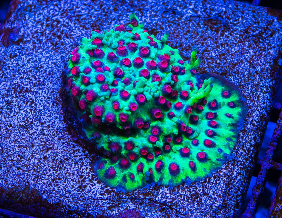 Jason Fox Alien Pox Cyphastrea - Mother Colony Photo
