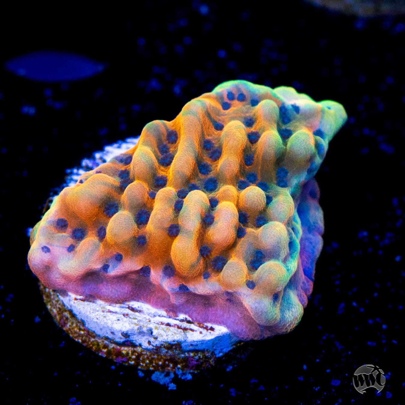 Jason Fox Altered Ego Montipora Coral