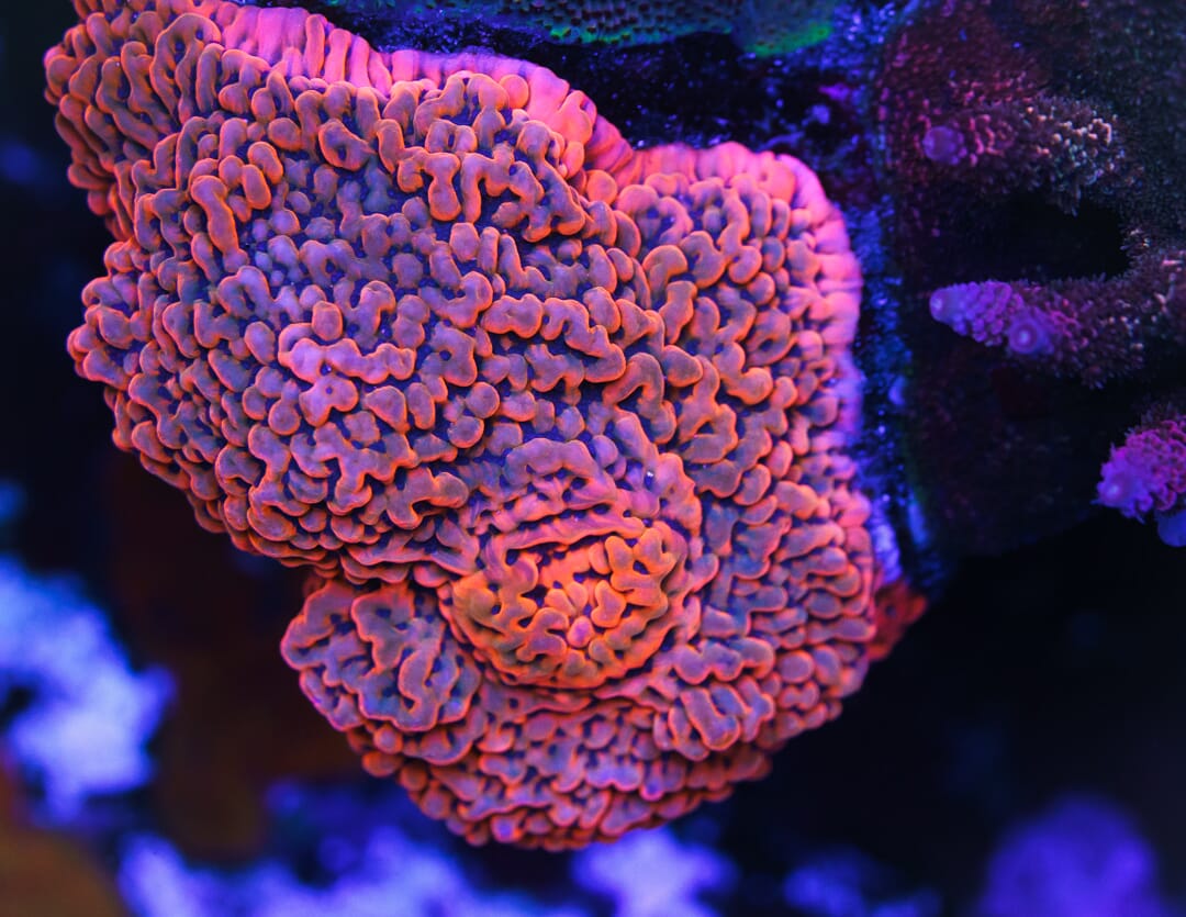 Jason Fox Altered Ego Montipora - Mother Colony Photo