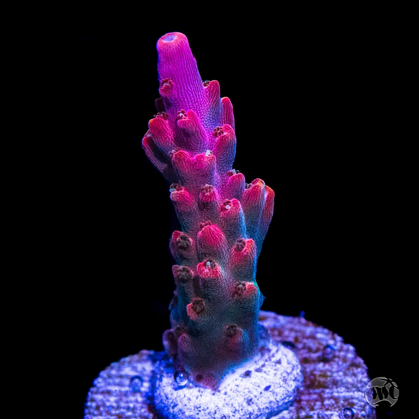 Jason Fox B33 Bomber Acropora