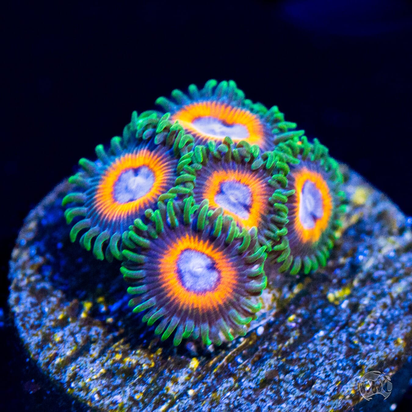 Jason Fox Fairy Tales Zoanthids