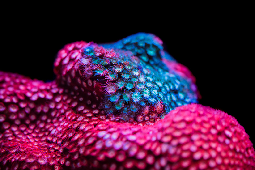 Jason Fox Fender Bender Cyphastrea Coral