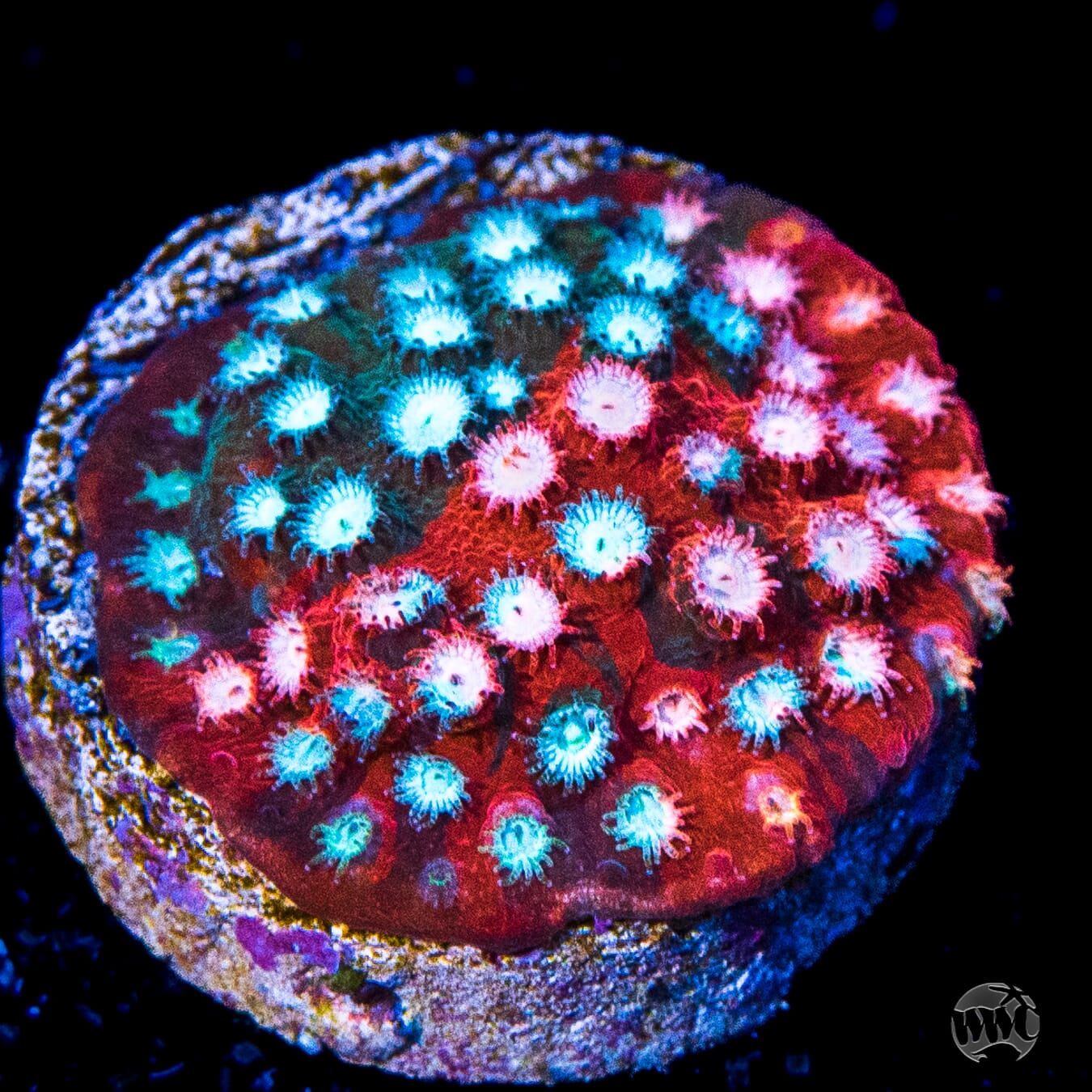 Jason Fox Fender Bender Cyphastrea Coral