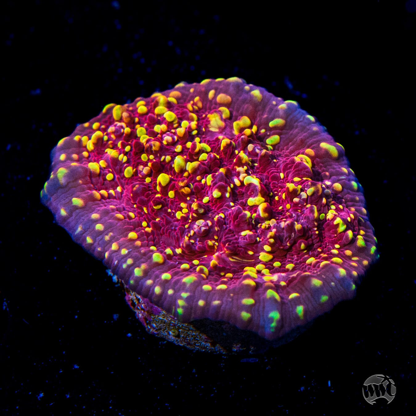 Jason Fox Goldmeister Chalice Coral