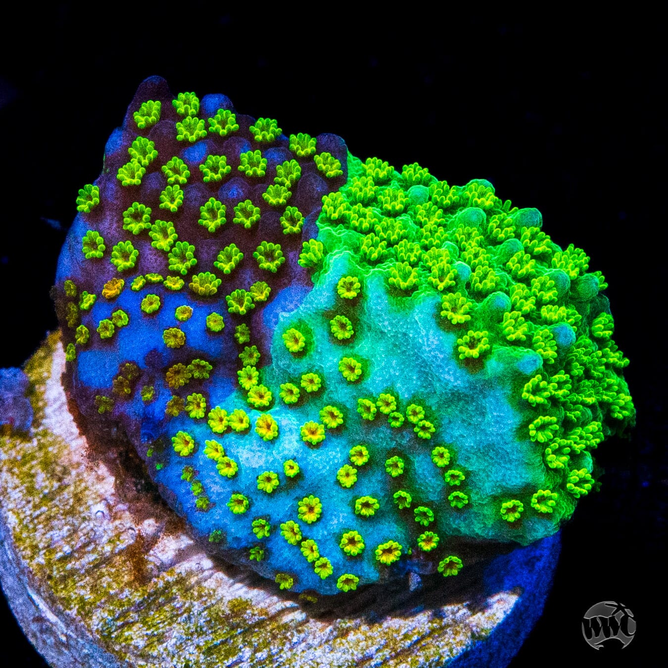 Jason Fox Grafted Rainbow Montipora Coral