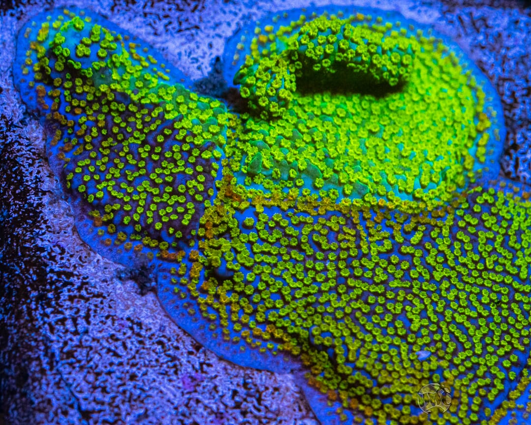 Jason Fox Grafted Rainbow Montipora - Mother Colony