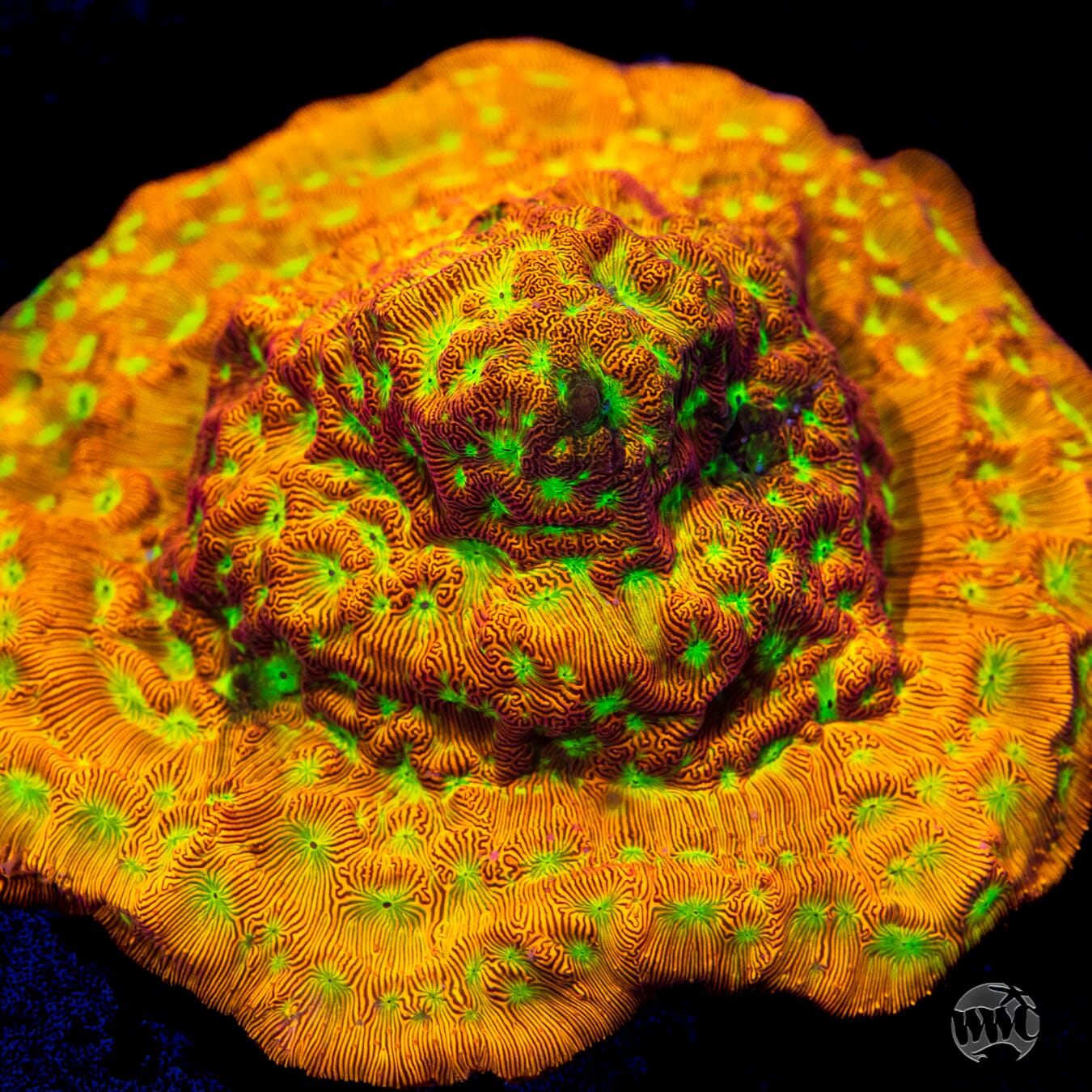 Jason Fox Jack-O-Lantern Leptoseris Coral