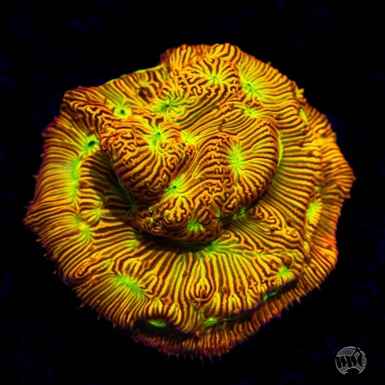 Jason Fox Jack-O-Lantern Leptoseris Coral