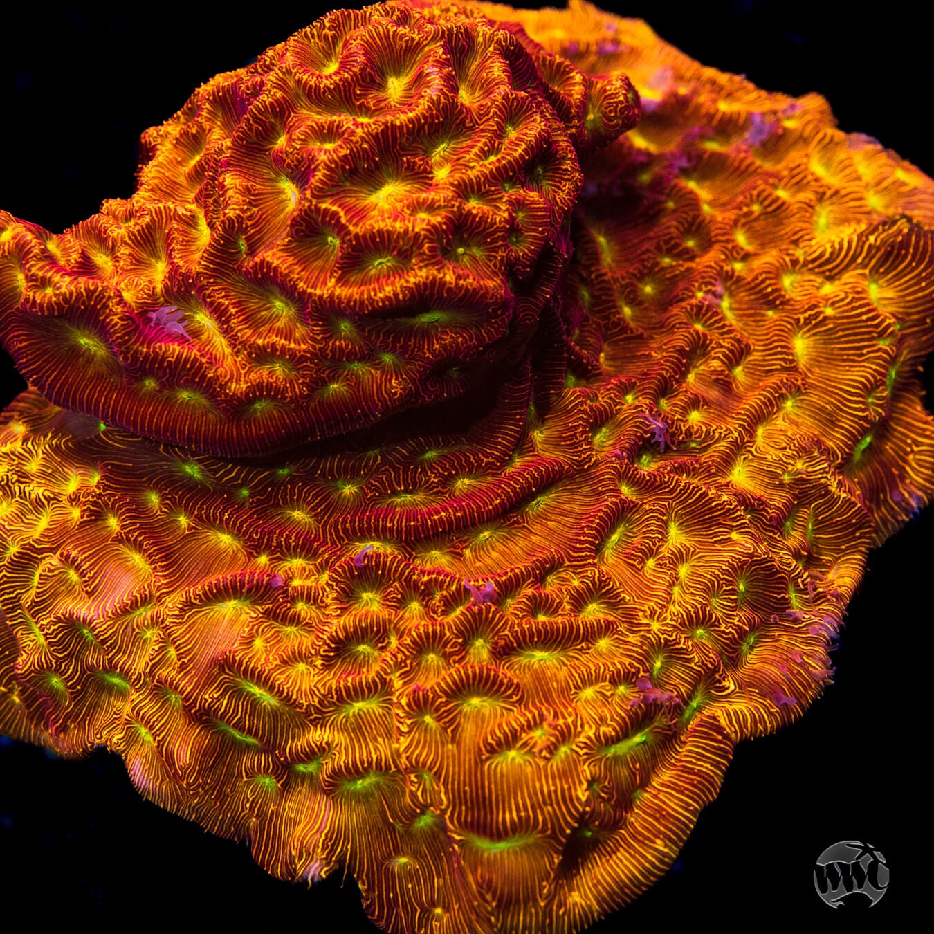 Jason Fox Lethal Leptoseris - Mother Colony Photo