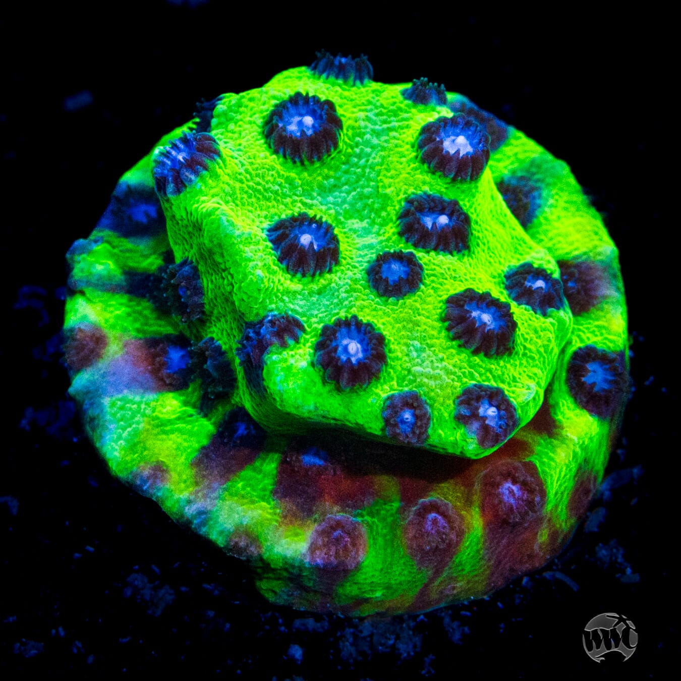 Jason Fox Master PPE Cyphastrea Coral