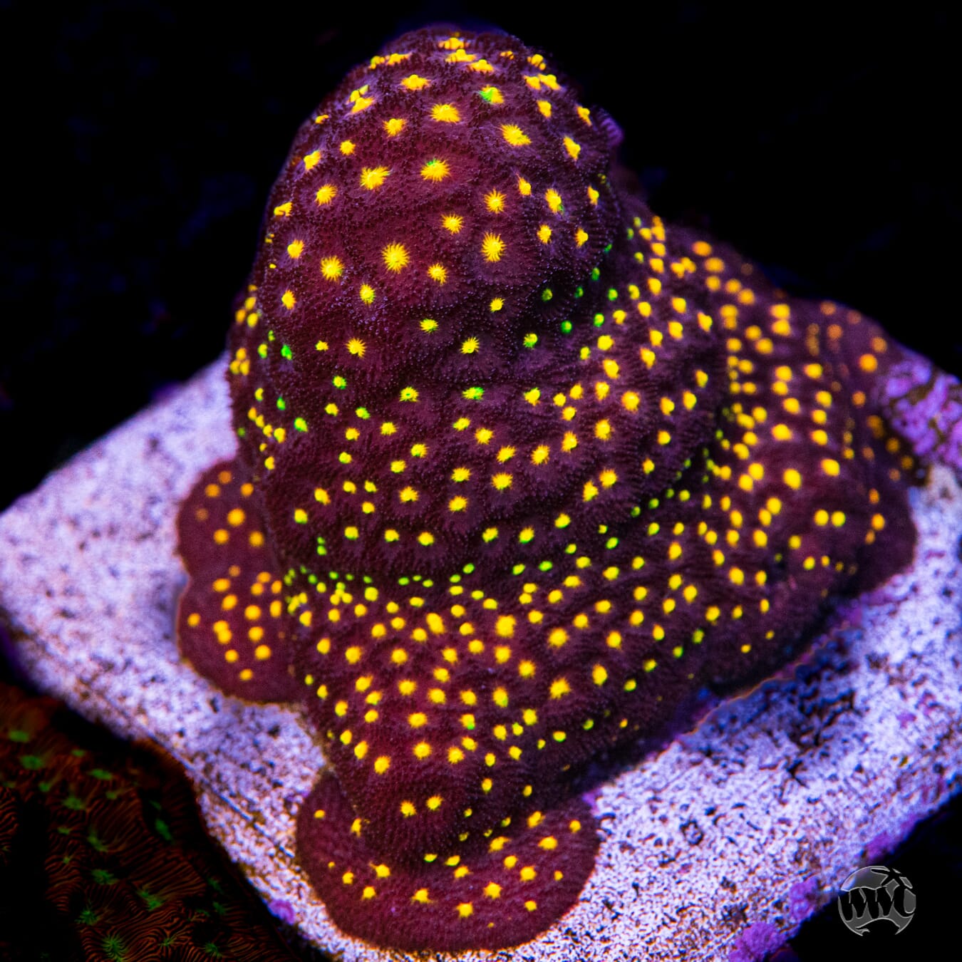 Jason Fox Outerspace Psammocora Coral
