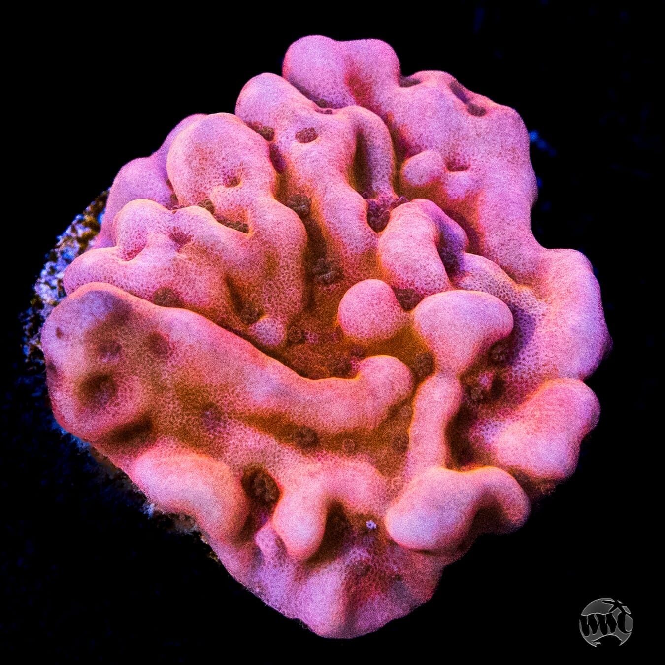 Jason Fox Slow Burner Montipora