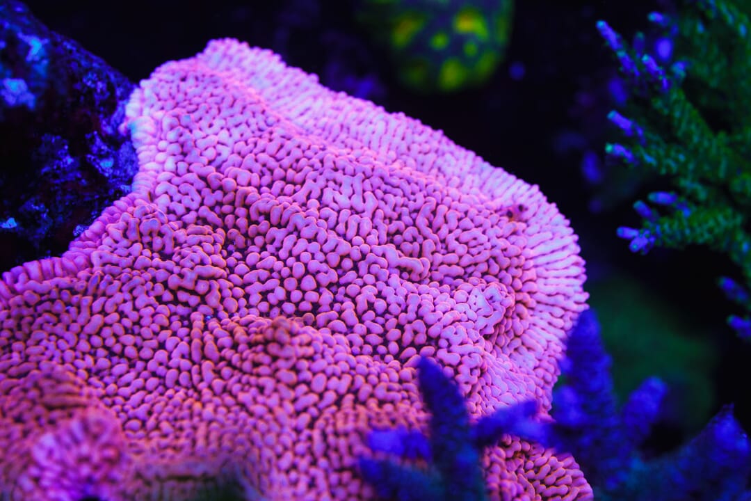 Jason Fox Slow Burner Montipora - Mother Colony