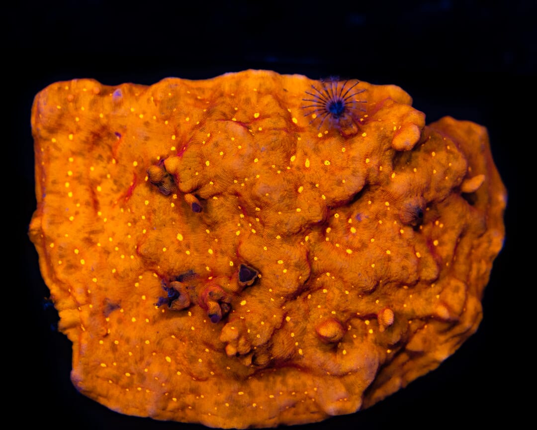 Jason Fox Sun God Leptoseris - Mother Colony Photo