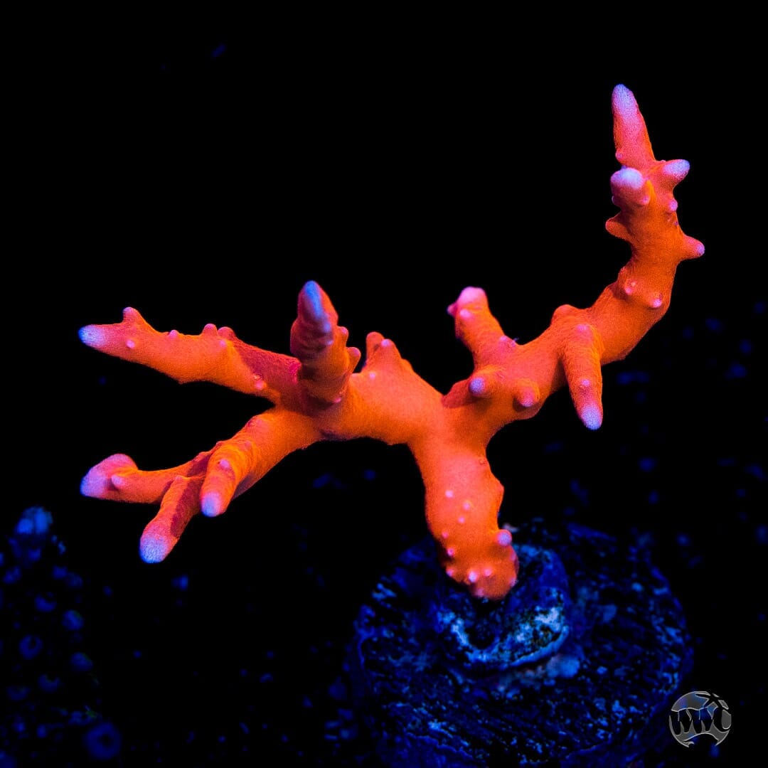 Jason Fox TNT Anacropora Coral