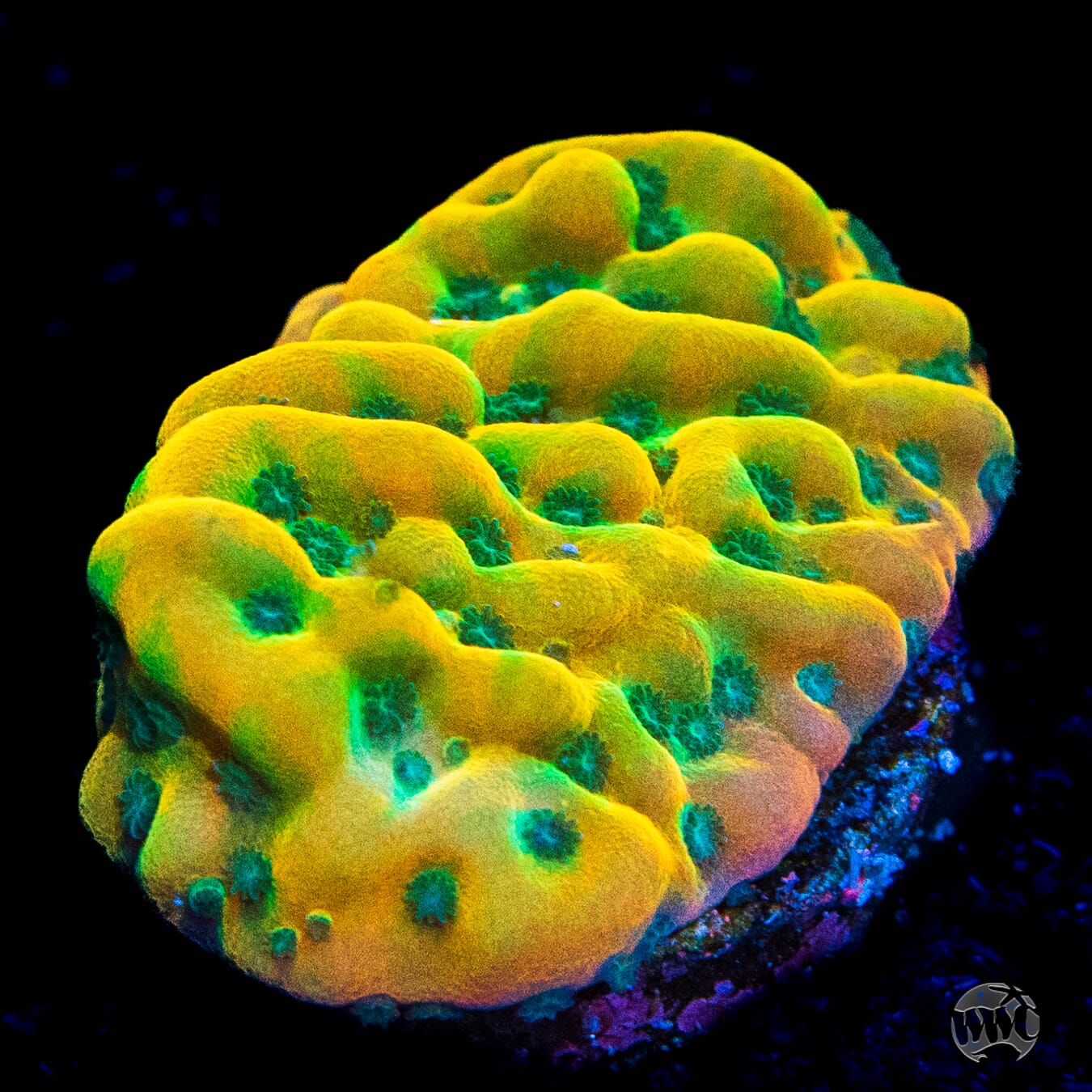 Jason Fox Beach Bum Montipora Coral