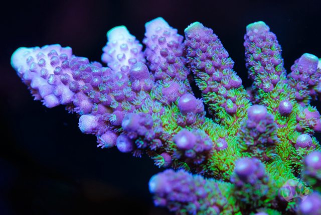 WWC Nuclear Grapes Acropora - Mother Colony Photo