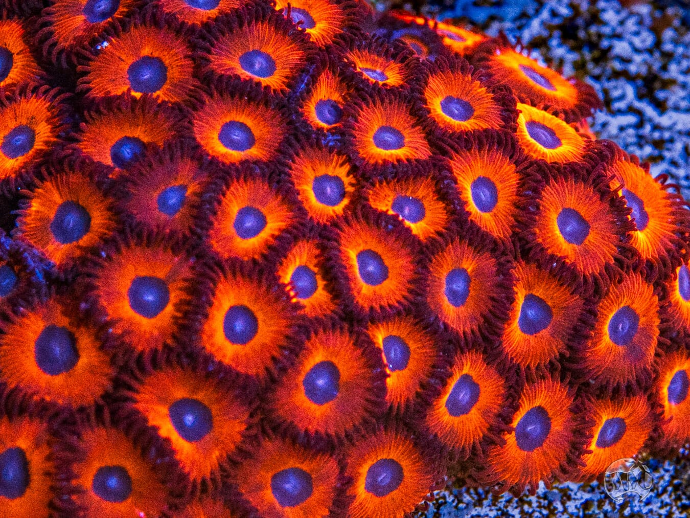 Kedds Reds Zoanthids - Mother Colony Photo