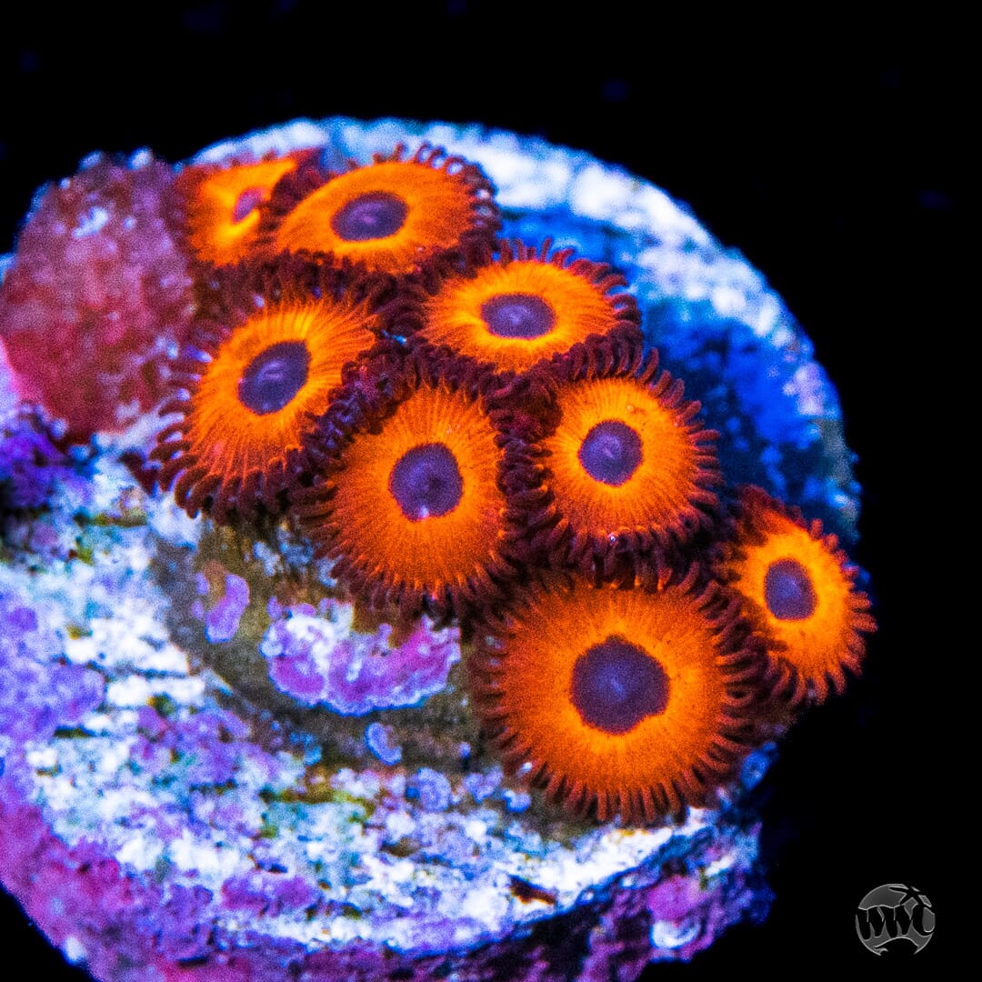 Kedds Reds Zoanthids