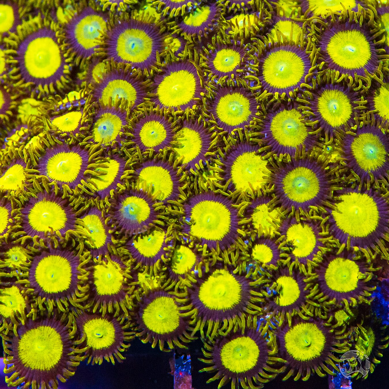 King Midas Zoanthids - Mother Colony