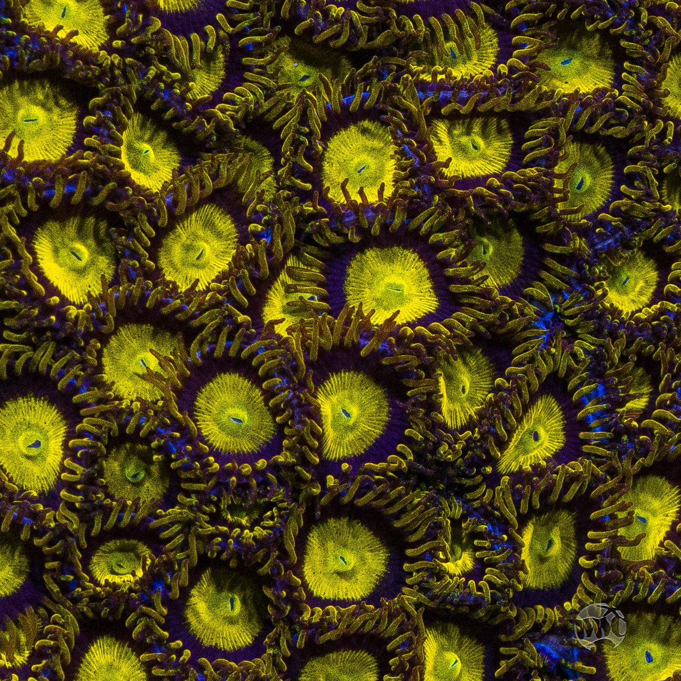 King Midas Zoanthids
