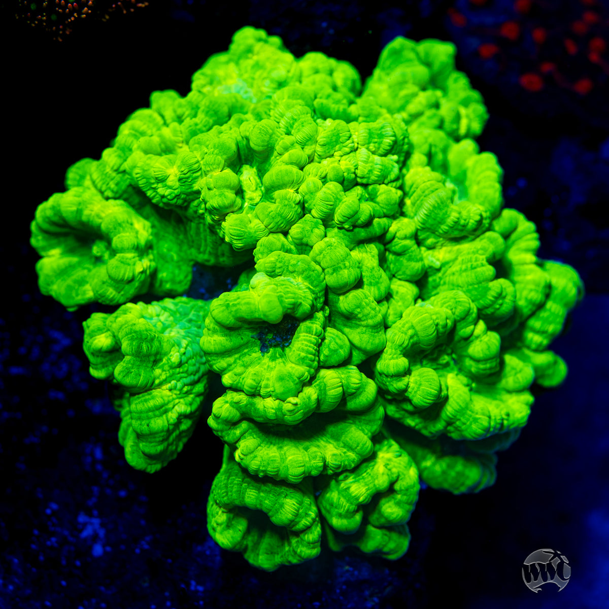 Kryptonite Candy Canes Coral