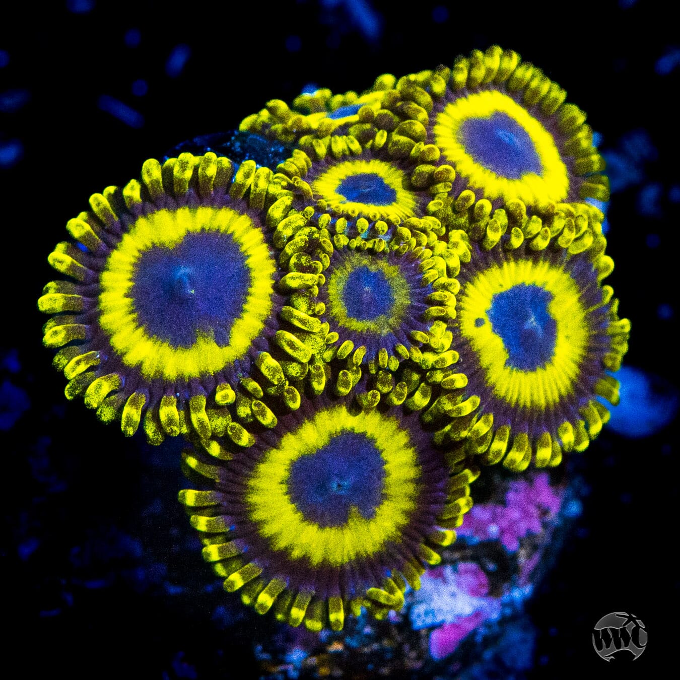 LA Laker Zoanthids