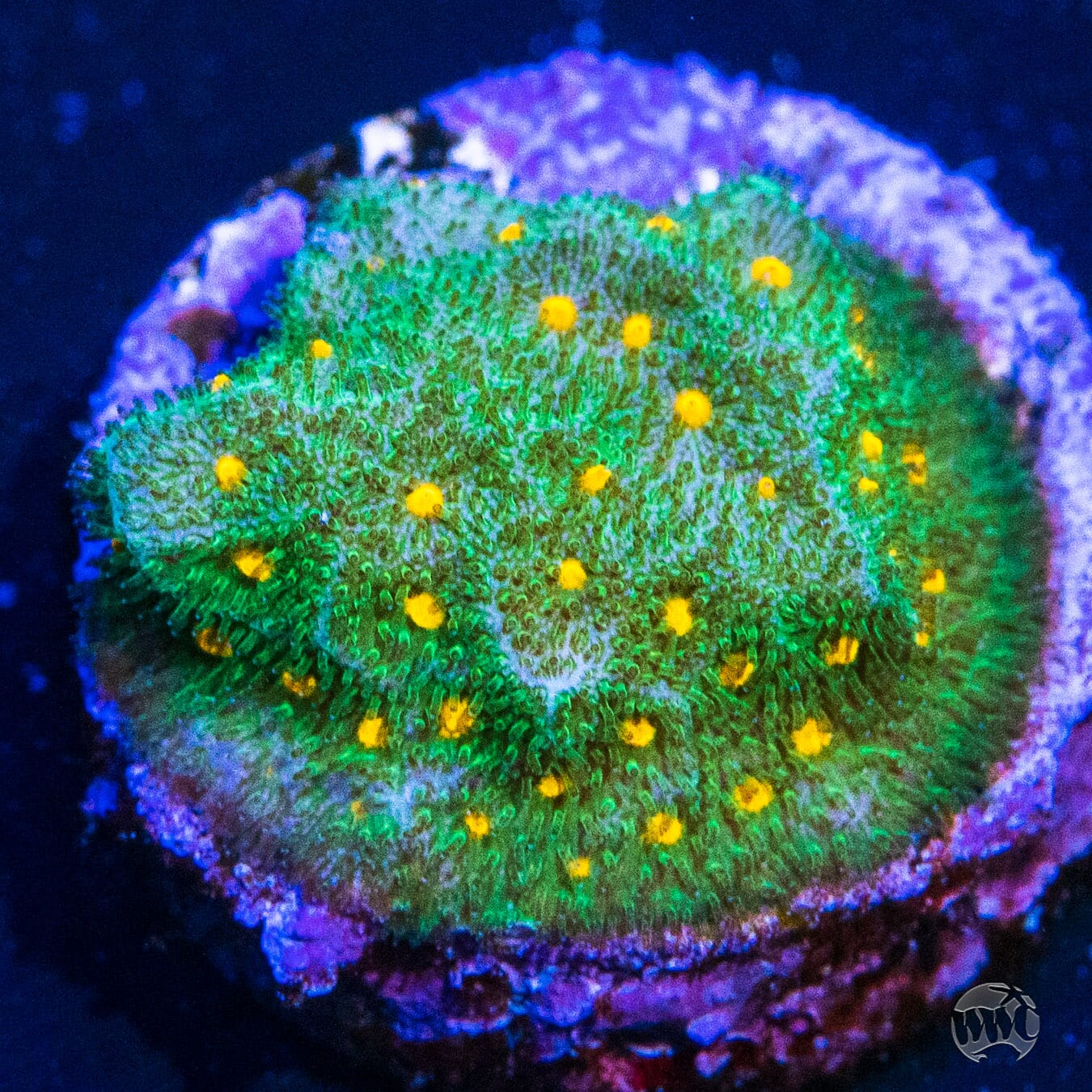 WWC Harvest Moon Psammocora Coral