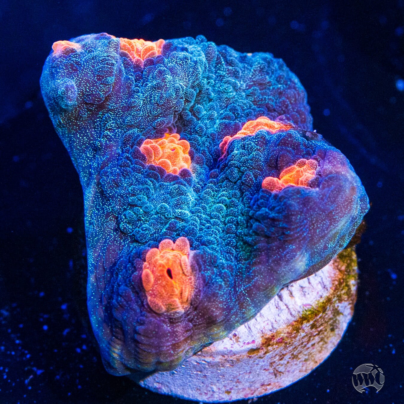 WWC Pumpkin Head Chalice Coral