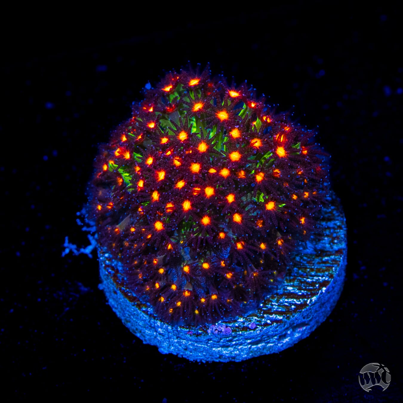 Jason Fox Sunset Stylocoeniella