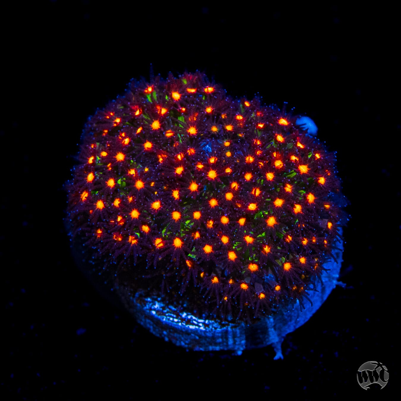 Jason Fox Sunset Stylocoeniella