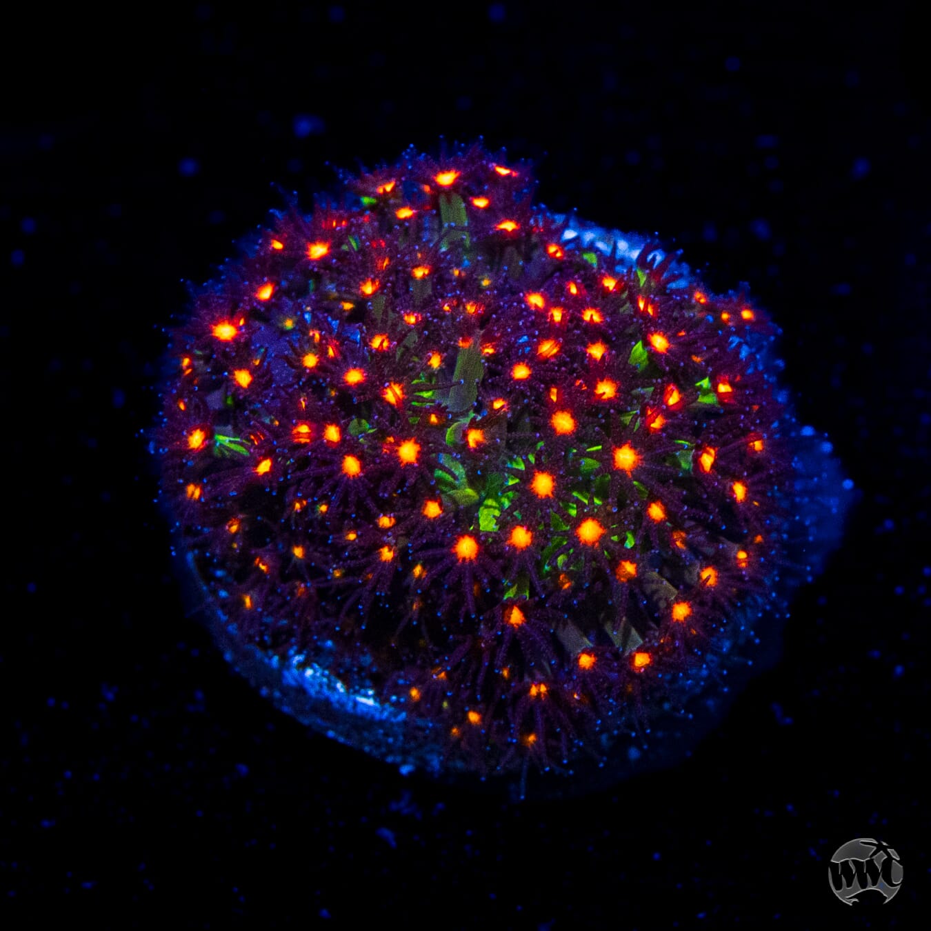 Jason Fox Sunset Stylocoeniella