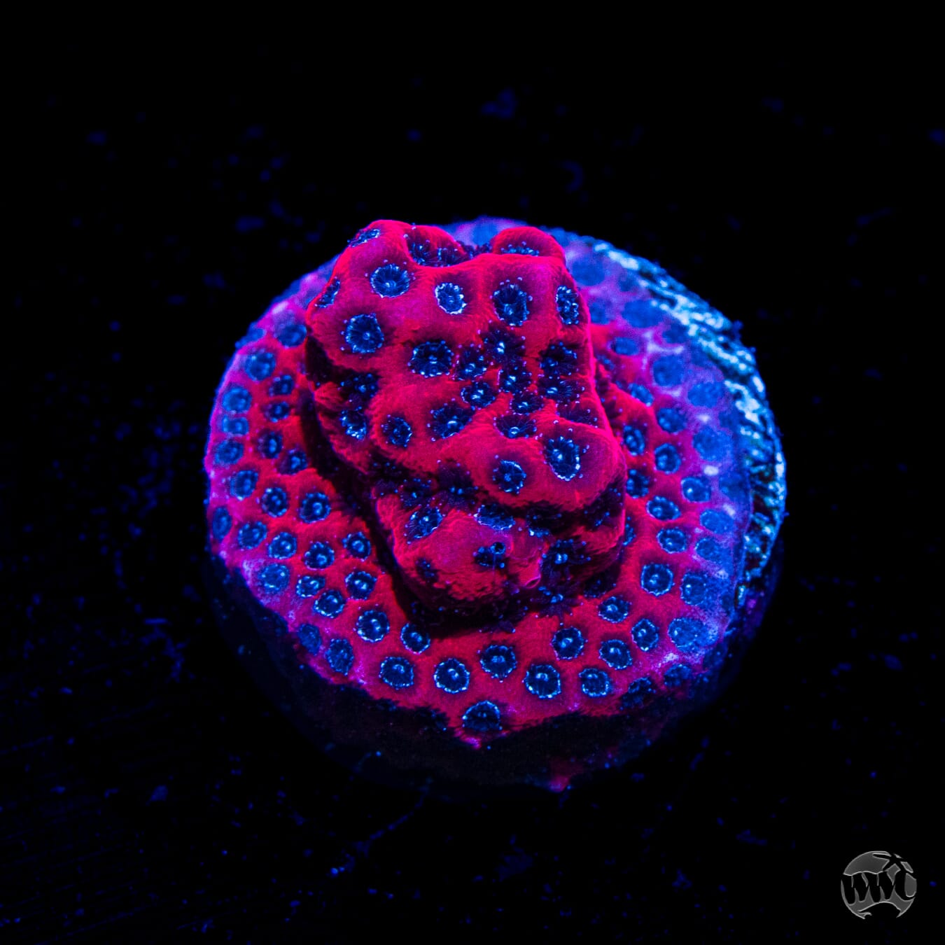 Darth Maul Porites