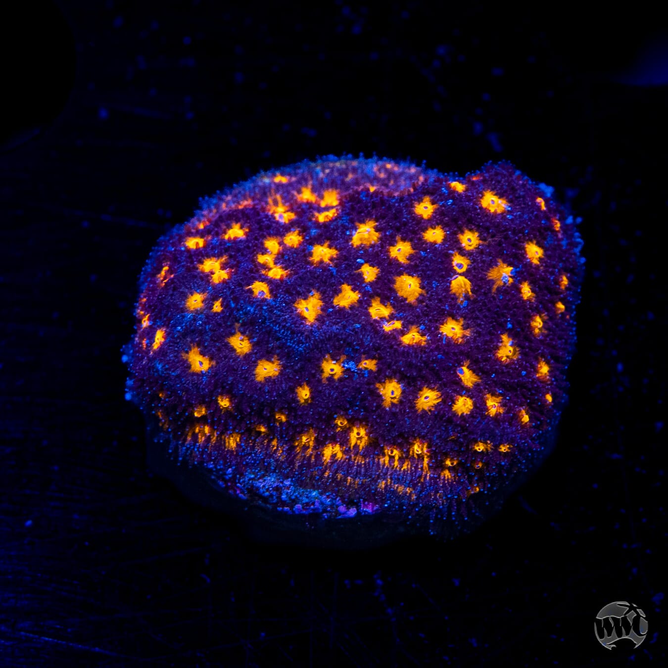 Jason Fox Outerspace Psammocora Coral