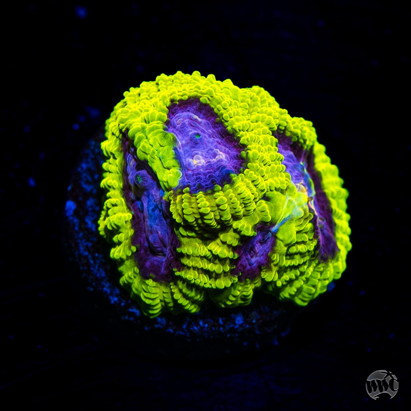 WWC Space Monkey Favia