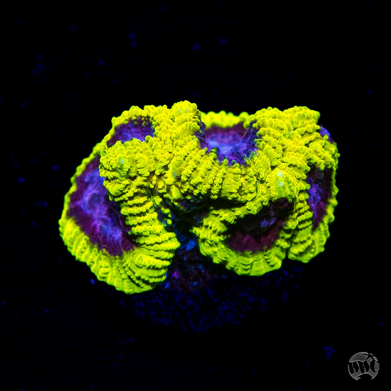 WWC Space Monkey Favia