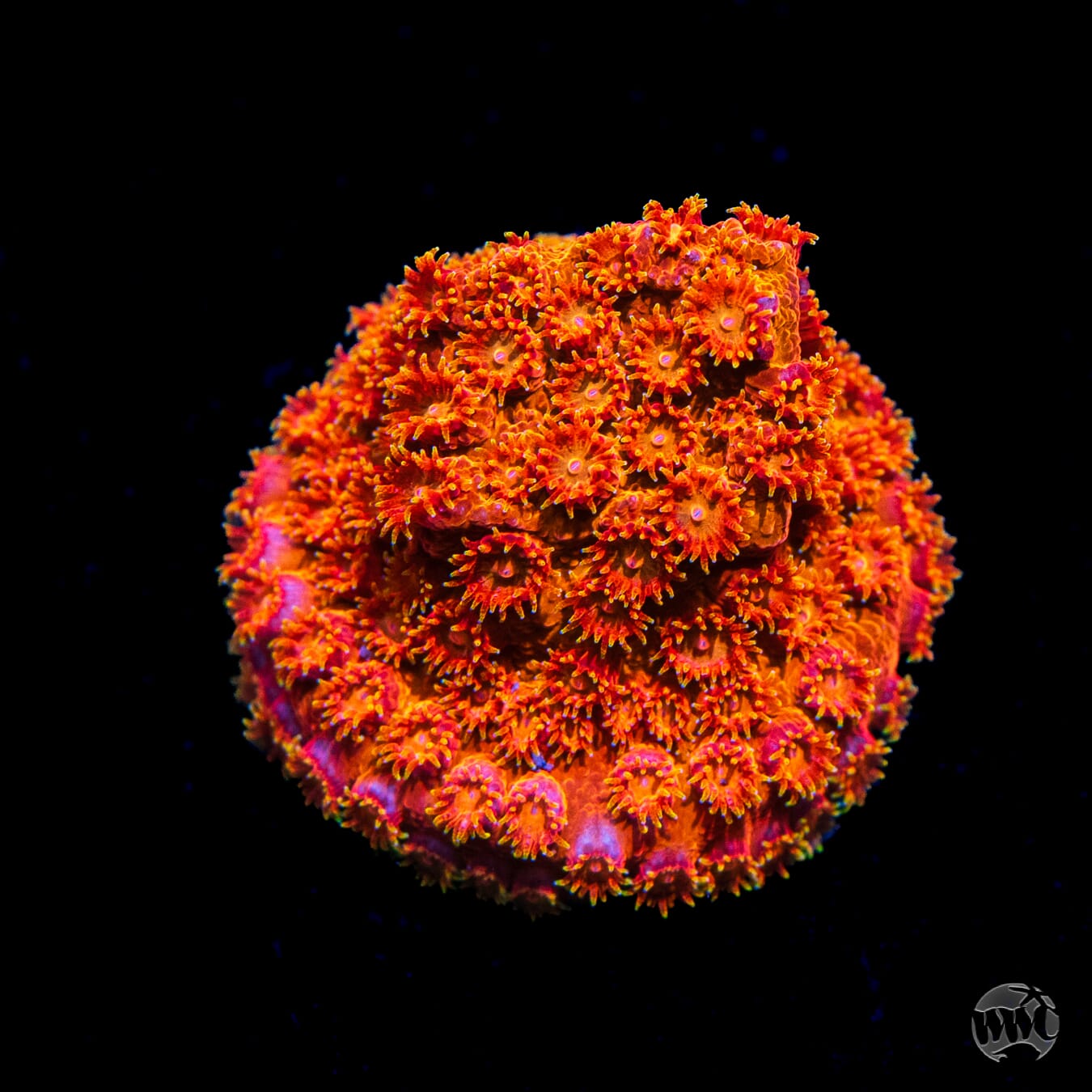 WWC Hi-Cee Cyphastrea