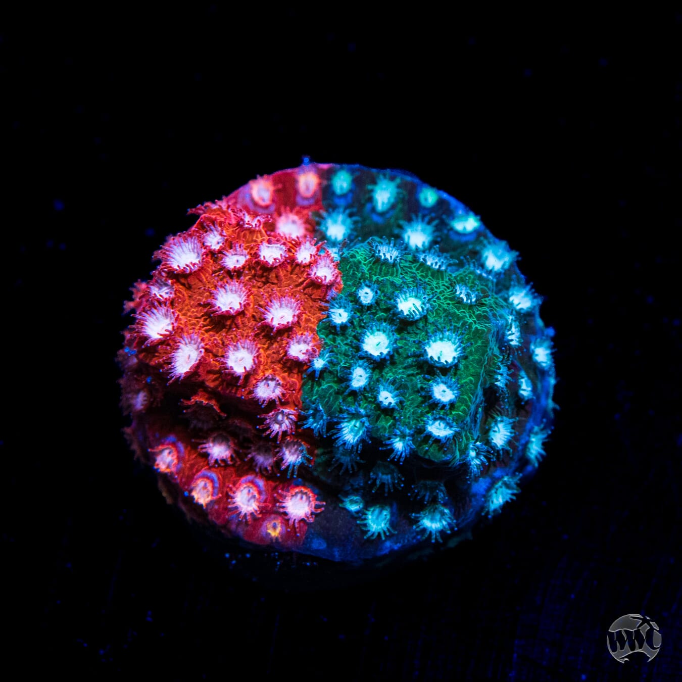 Jason Fox Fender Bender Cyphastrea