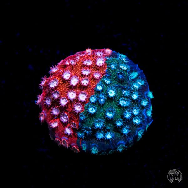 COLONISTA 　CONPE10 　Coral Colonista CONPE10 Coral
