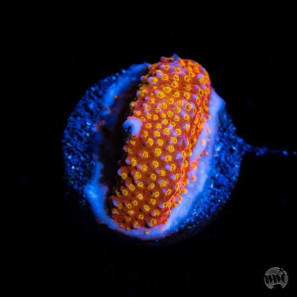 WWC Crimson Stylocoeniella
