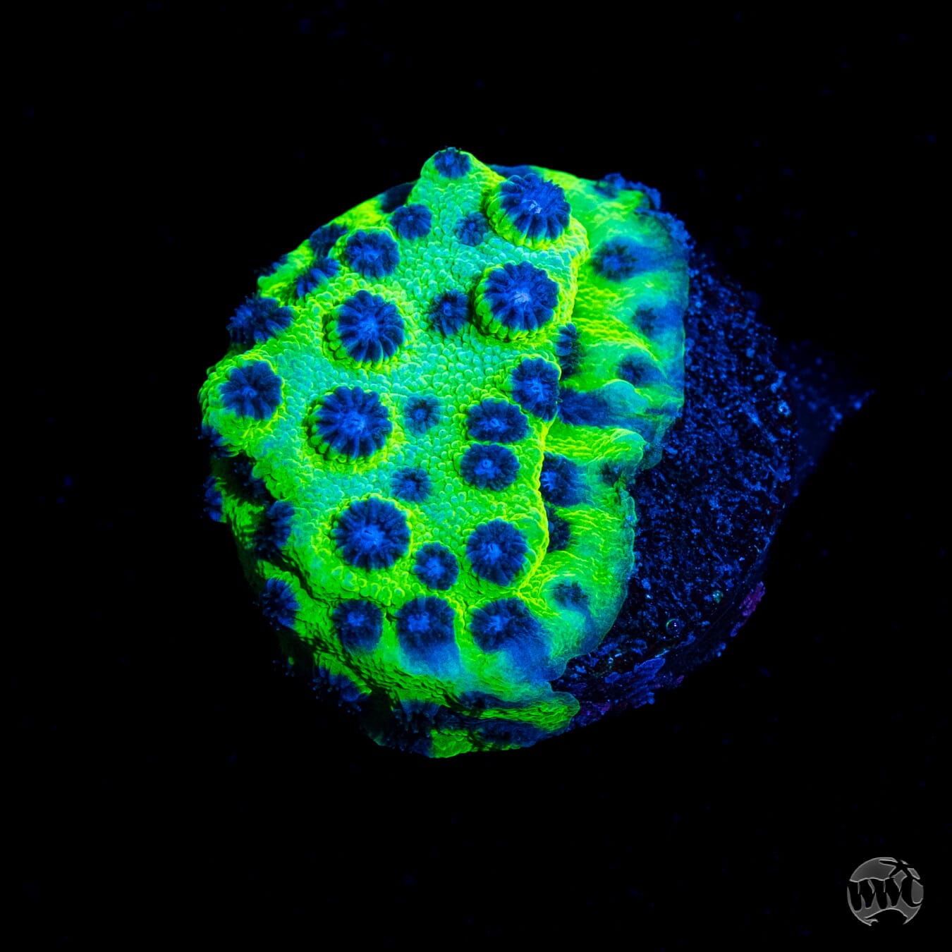 Jason Fox Master PPE Cyphastrea