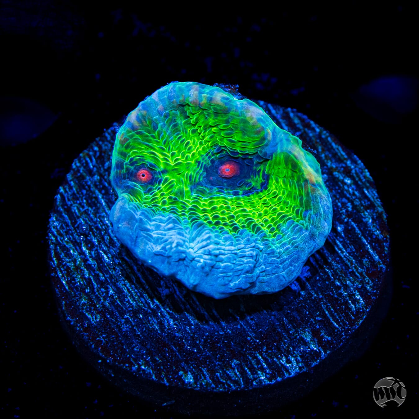 WWC Avatar Chalice