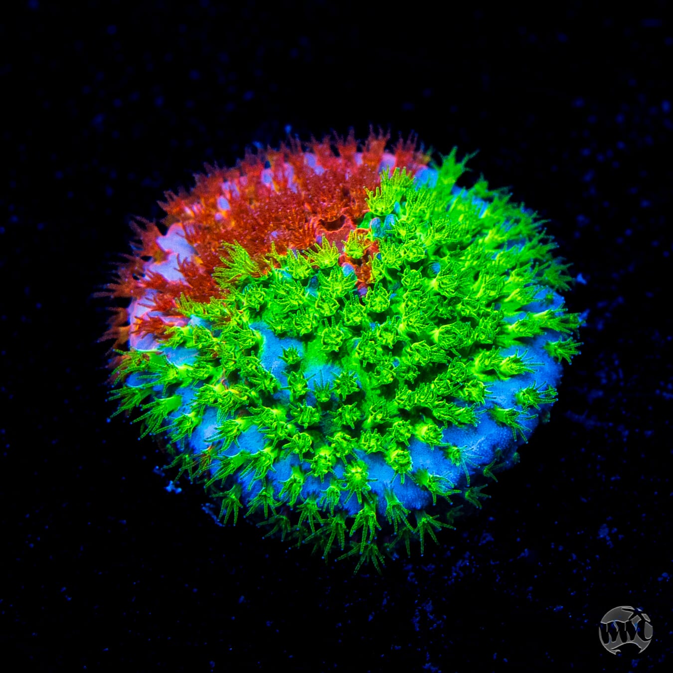 WWC Two Face Stylocoeniella