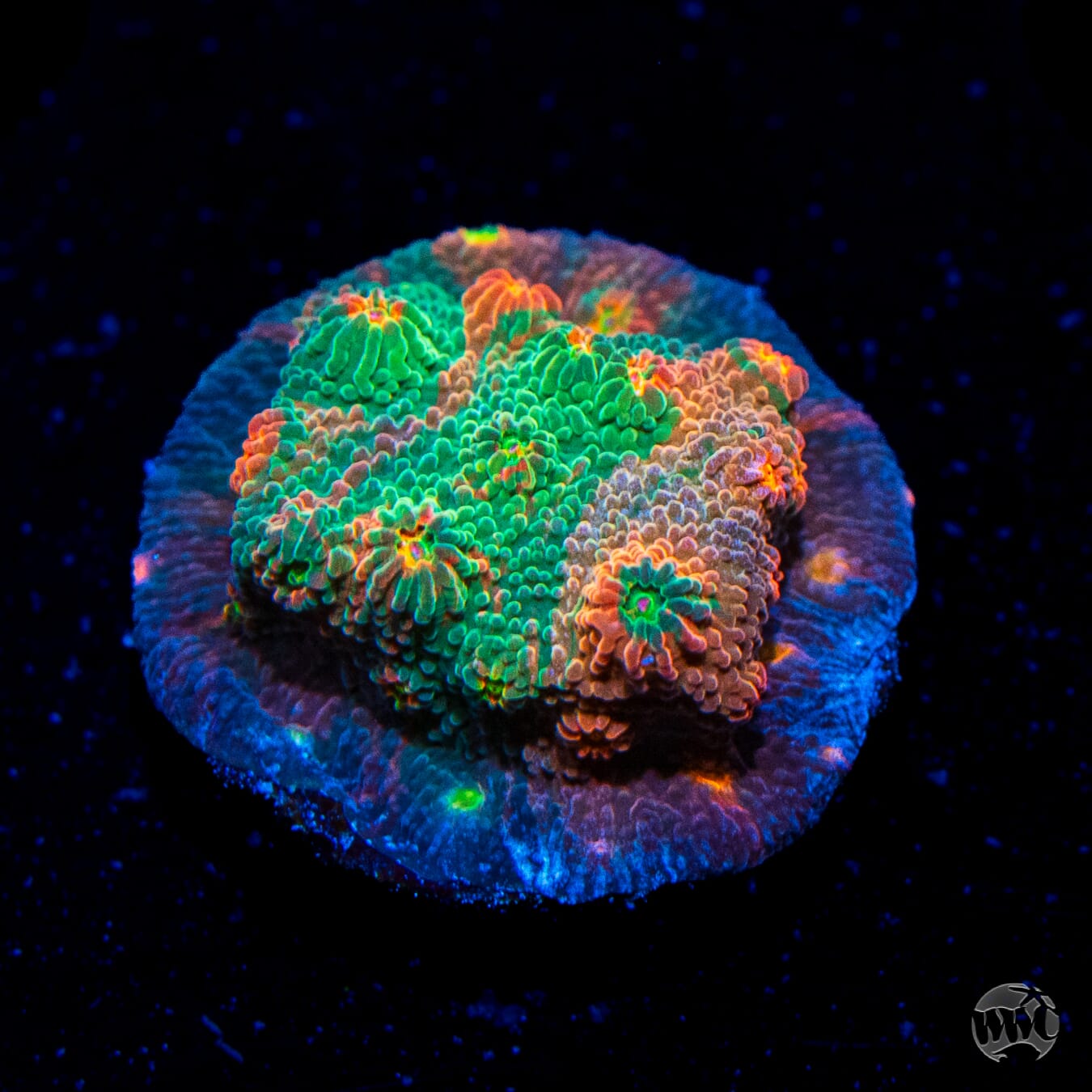 WWC Tutti Fruiti Grafted Cyphastrea
